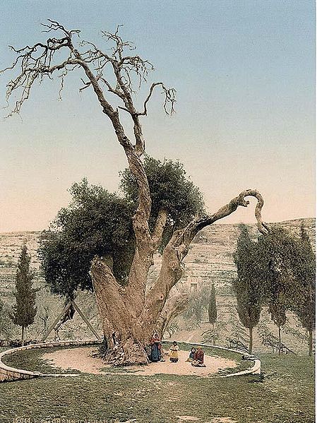Мамврийский дуб. фото 1900 г.