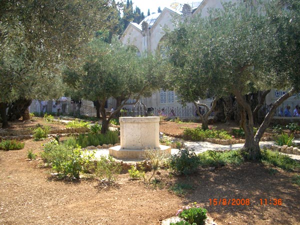 Гефсиманский сад. Здесь сохранились 8 олив, свидетелей Евангельских событий.