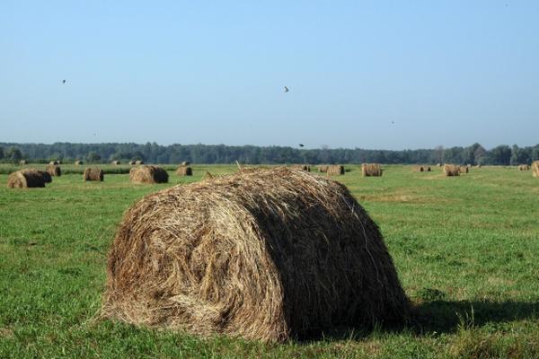 Литургия в Покрова на Нерли