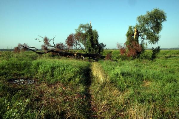 Литургия в Покрова на Нерли