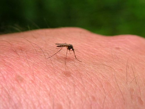 А комары там, надо сказать, весьма злые, хотя на вид такой добродушный комарик